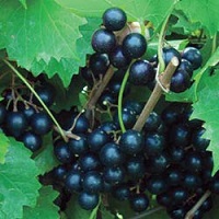 'Cowart' Muscadine Grape Vine - Click Image to Close